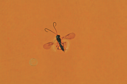 Chorebus gracilis, parasitoïde de la mouche de la carotte